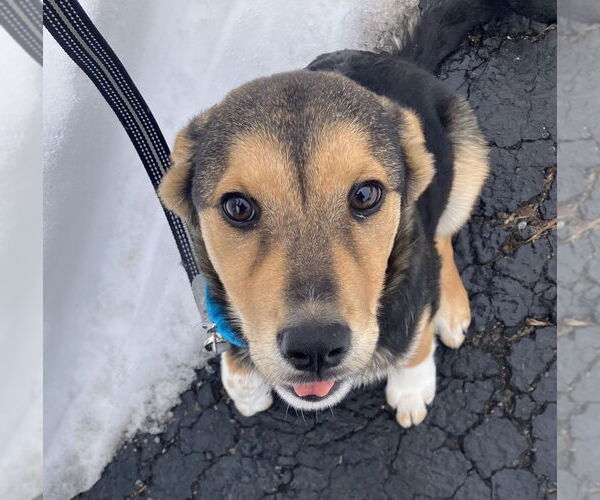 Medium Photo #5 Labrador Retriever-Unknown Mix Puppy For Sale in Oak Bluffs, MA, USA