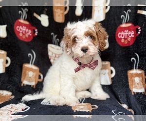 Goldendoodle (Miniature) Puppy for sale in LAKELAND, FL, USA