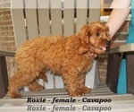 Small #2 Cavapoo