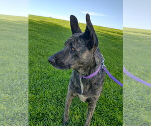 Cleo-Patra-got long term Foster! - Female Holland Shepherd Dog for Adoption - Photo #5
