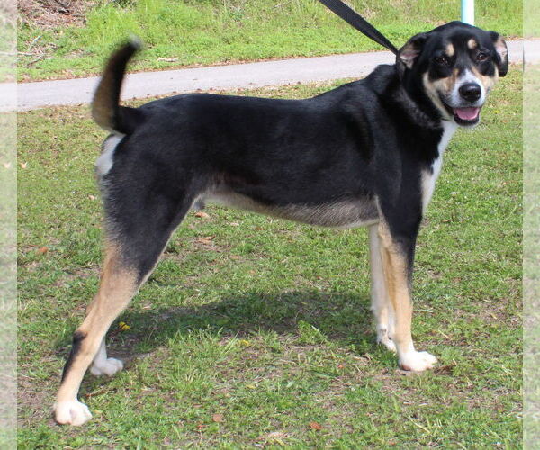 Medium Photo #6 Labrador Retriever-Unknown Mix Puppy For Sale in Prattville, AL, USA