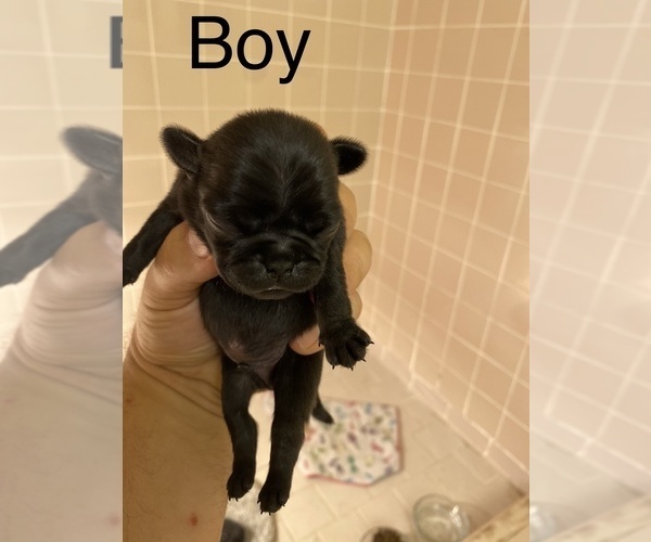 Medium Photo #1 Pug Puppy For Sale in ELLENVILLE, NY, USA