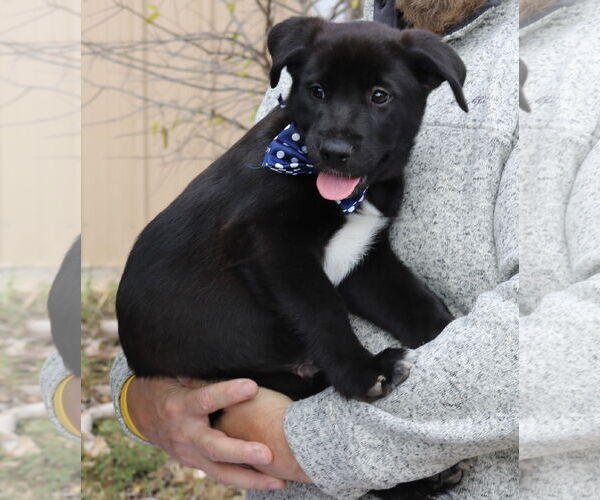 Medium Photo #3 Shepradors Puppy For Sale in Bandera, TX, USA