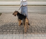 Small Photo #7 Airedale Terrier Puppy For Sale in HAMPTON, GA, USA
