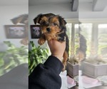 Small Photo #19 Yorkshire Terrier Puppy For Sale in LINCOLN CITY, OR, USA