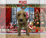 Puppy Peace Goldendoodle