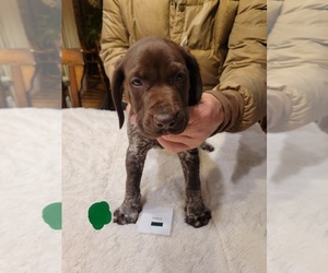 German Shorthaired Pointer Dog for Adoption in CHETEK, Wisconsin USA