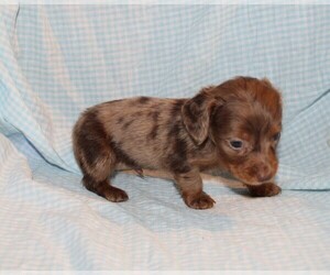 Dachshund Puppy for sale in BLOOMINGTON, IN, USA