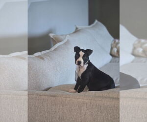 American Pit Bull Terrier-Unknown Mix Dogs for adoption in The Woodlands, TX, USA