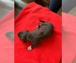 Small Photo #1 German Shorthaired Pointer Puppy For Sale in EVANS MILLS, NY, USA