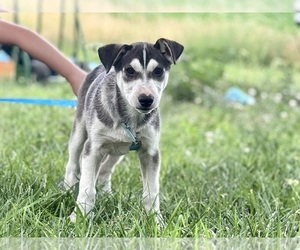German Shepherd Dog-Siberian Husky Mix Puppy for sale in DE GRAFF, OH, USA