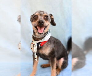Mutt Dogs for adoption in Gloversville, NY, USA