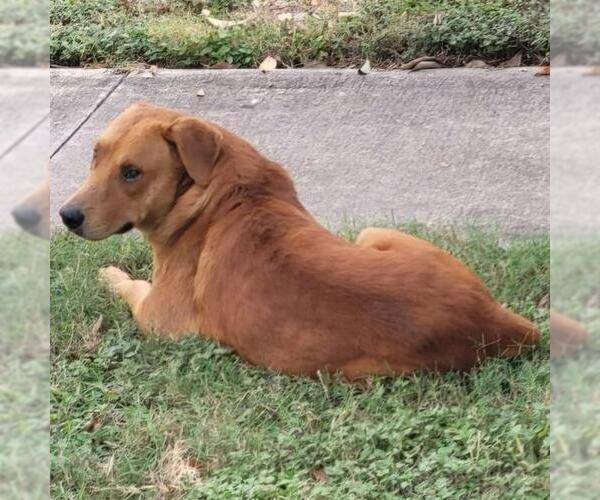 Medium Photo #1 Golden Retriever-Unknown Mix Puppy For Sale in San Antonio, TX, USA