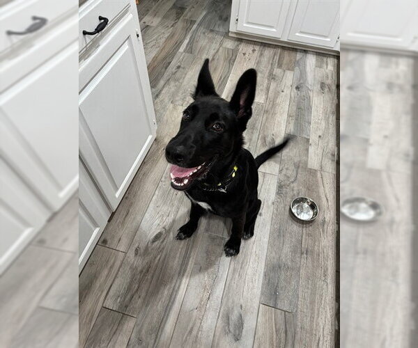 Medium Photo #1 German Shepherd Dog-Unknown Mix Puppy For Sale in Plano, TX, USA