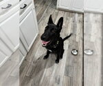 Small German Shepherd Dog Mix