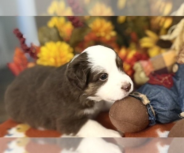 Medium Photo #14 Miniature Australian Shepherd Puppy For Sale in ANTHONY, FL, USA