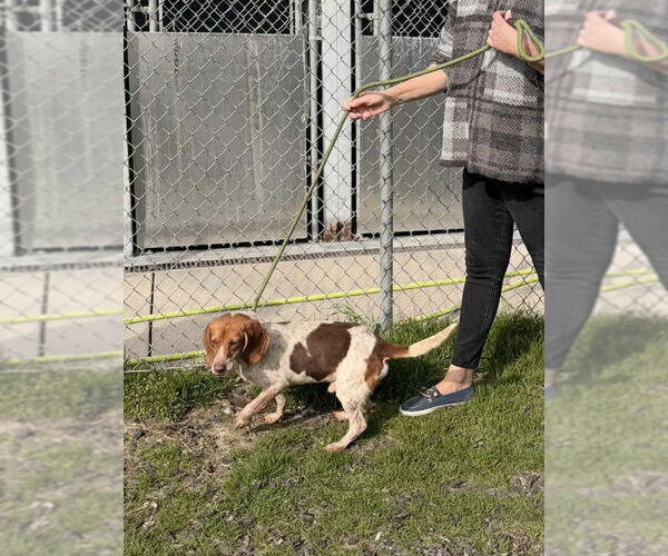 Medium Photo #1 Beagle Puppy For Sale in Rockaway, NJ, USA