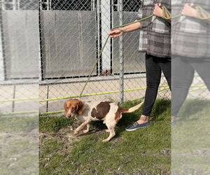 Beagle Dogs for adoption in Rockaway, NJ, USA