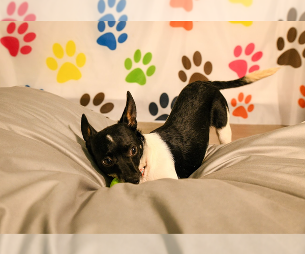 Medium Photo #4 Chihuahua-Unknown Mix Puppy For Sale in Brooklyn Center, MN, USA