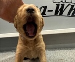Small #8 Golden Retriever