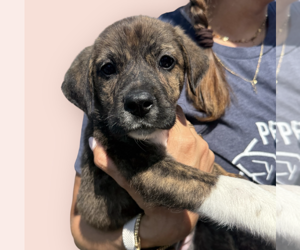 Medium Photo #2 Mutt Puppy For Sale in Rockville, MD, USA