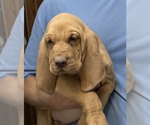 Bloodhound Puppy for sale in FORT MORGAN, CO, USA