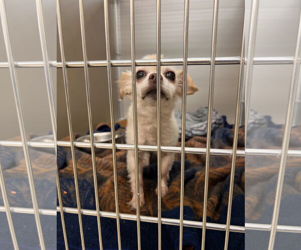 Medium Photo #1 Chihuahua Puppy For Sale in Virginia Beach, VA, USA