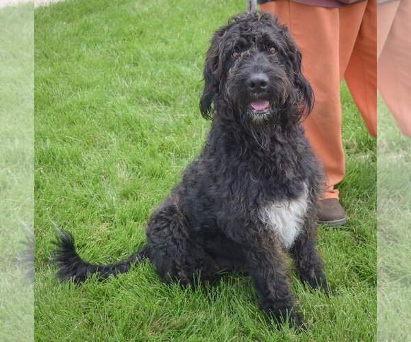 Medium Photo #7 Mutt Puppy For Sale in Huntley, IL, USA