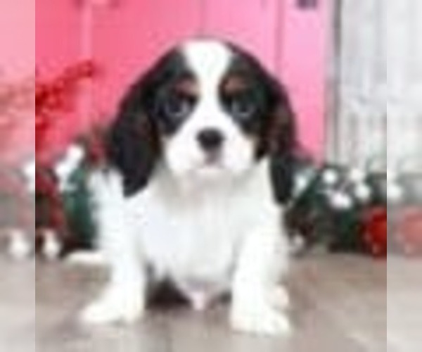 Medium Photo #1 Cavalier King Charles Spaniel Puppy For Sale in MOUNT VERNON, OH, USA