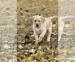 Small Photo #2 Labrador Retriever Puppy For Sale in BROWNS VALLEY, CA, USA