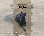 Small Photo #1 German Shepherd Dog Puppy For Sale in ELIZABETH, PA, USA
