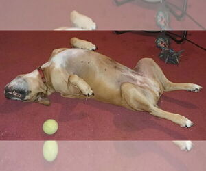 Delilah - Female Bull-Boxer Dog for Adoption - Photo #4