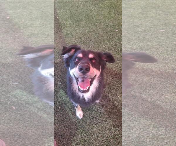 Medium Photo #3 Border-Aussie Puppy For Sale in Rockwall, TX, USA
