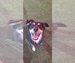 Small #2 Border-Aussie