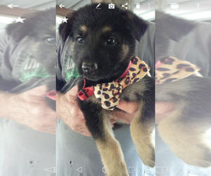 German Shepherd Dog-Malinois Mix Puppy for sale in HOUSTON, TX, USA