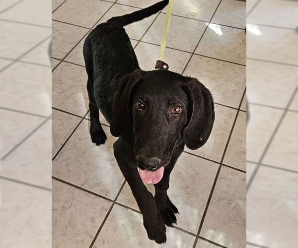 Medium Photo #2 Labrador Retriever-Unknown Mix Puppy For Sale in Salt Lake City, UT, USA