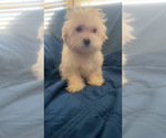 Small Photo #18 Maltipoo (Miniature) Puppy For Sale in HIGH POINT, NC, USA