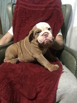 Medium Photo #5 English Bulldog Puppy For Sale in EAST HAVEN, CT, USA