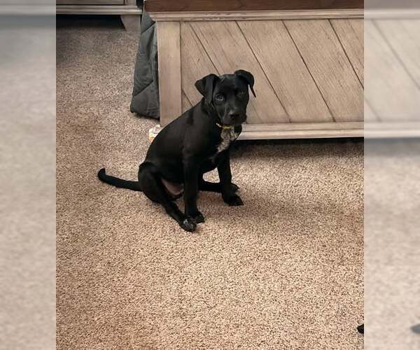 Medium Photo #1 Labrador Retriever-Unknown Mix Puppy For Sale in pomfret, CT, USA