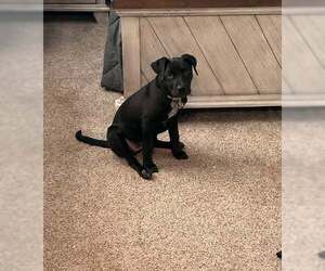 Labrador Retriever-Unknown Mix Dogs for adoption in pomfret, CT, USA