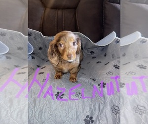 Dachshund Puppy for sale in MODESTO, CA, USA