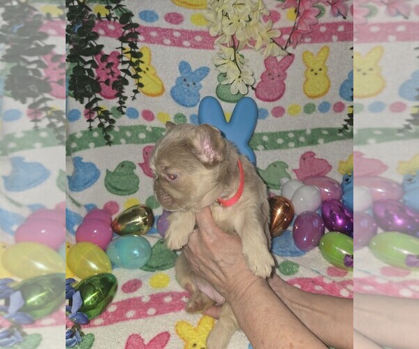 Medium Photo #5 French Bulldog Puppy For Sale in RUSHVILLE, IN, USA