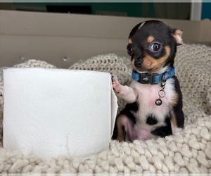 Chihuahua Puppy for sale in CHARLOTTE, NC, USA