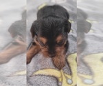 Small Photo #220 Yorkshire Terrier Puppy For Sale in AKRON, OH, USA