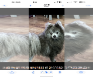 Father of the Pomeranian puppies born on 04/02/2026