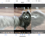 Small Photo #1 Pomeranian Puppy For Sale in BIRCH RUN, MI, USA
