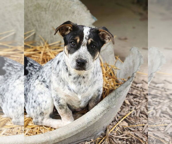 Medium Photo #1 Mutt Puppy For Sale in Paso Robles, CA, USA