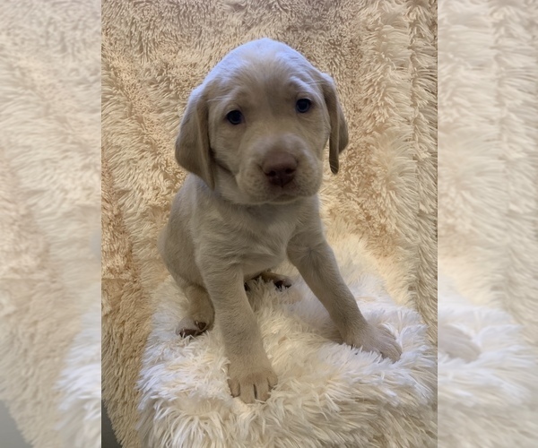 Medium Photo #1 Labrador Retriever Puppy For Sale in ALLENSVILLE, OH, USA