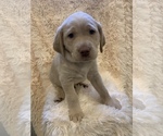 Small Photo #1 Labrador Retriever Puppy For Sale in ALLENSVILLE, OH, USA