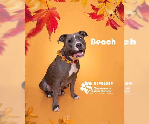 Medium Photo #1 Mutt Puppy For Sale in Riverside, CA, USA